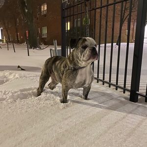 Meet your Posher, Rose